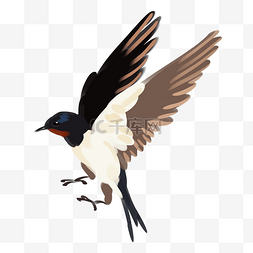 黑色的小鸟图片_手绘黑色的燕子插画