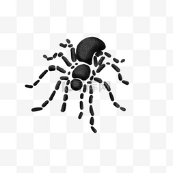 黑色白纹爬虫蜘蛛手绘