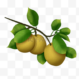 黄色的水果图片_手绘养生水果梨子果实