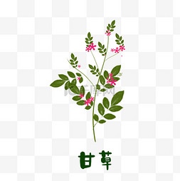 甘草图片_植物甘草