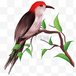 小鸟树枝卡通图片_春天鸟类站在树枝上的啄木鸟