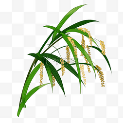 一颗水稻插图装饰