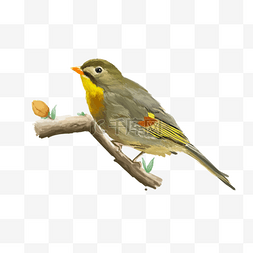 黄色的小鸟图片_黄色的小鸟和小花