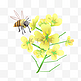 蜜蜂采蜜油菜花插画