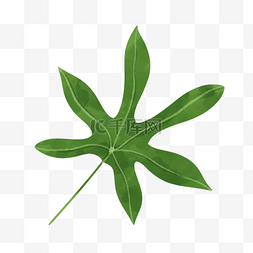 绿色植物水彩插画图片_手绘八角金盘水彩叶子元素