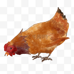 吃鸡吃鸡图片_手绘水彩芦花母鸡png