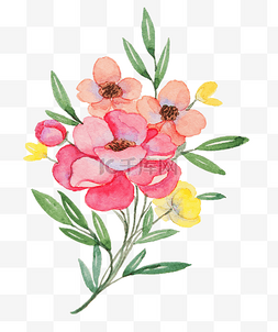 手绘粉色的牡丹花插画