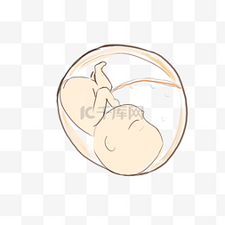 胚胎里面的婴儿