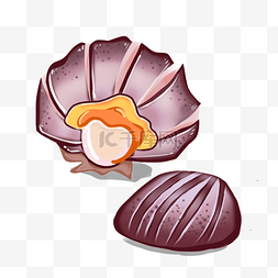 手绘贝类贝壳