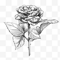 矢量线描花卉图片_手绘黑色线条玫瑰花