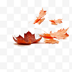 枫叶树叶树枝图片_简洁立秋红色枫叶元素