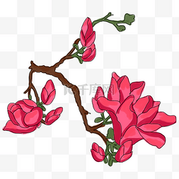 红色木兰花图片_中国风手绘花卉插图