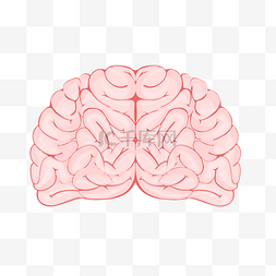 卡通大脑插画图片_人体器官大脑插画