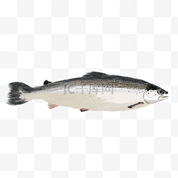 三文鱼图片_手绘卡通插画风格的一条三文鱼