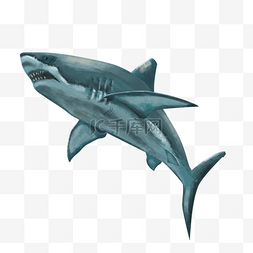 鲨鱼袖标图片_手绘笔触感写实鲨鱼素材元素