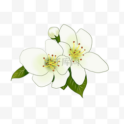 白色卡通花朵图片_梨花花朵装饰插画