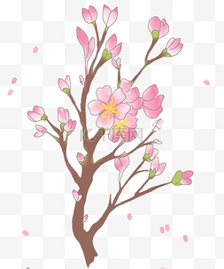 春季绽放图片_春季盛开的樱花