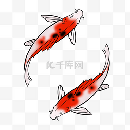 红色鲤鱼双鱼