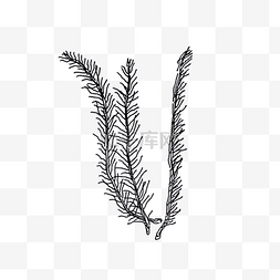 黑白手绘植物图片_黑白线条植物针状叶子