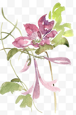紫红色花卉图片_紫红色的花水彩画PNG免抠素材