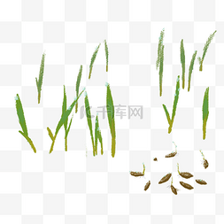 手绘秋分图片_手绘小麦麦苗种子插画
