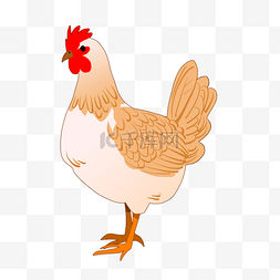 手绘的公鸡图片_白色大公鸡家禽插画