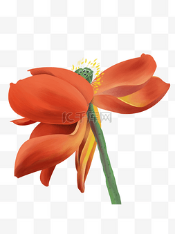 凋零的花朵图片_手绘卡通美丽红色凋零的花朵元素