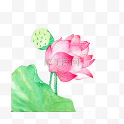 唯美莲蓬图片_荷花水墨莲花鲜艳国画水墨PNG莲蓬