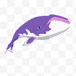 手绘紫色的鲸鱼插画