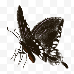 黑色的蝴蝶手绘插画