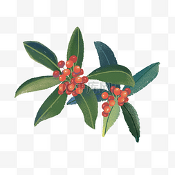 红果子绿色植物手绘