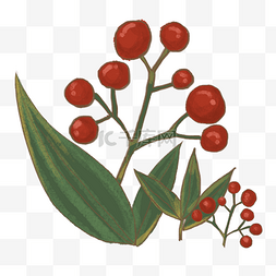 秋季红色果实收获红绿植物