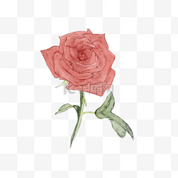 手绘水彩红色玫瑰花
