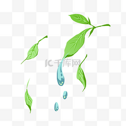 绿色树叶和水滴