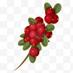 红色发束图片_一束红色蔓越莓插图