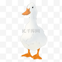 鸭子手账图片_行走的白色鸭子卡通素材免费下载
