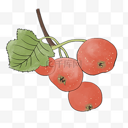 食疗药膳中图片_手绘水果红色山楂果实