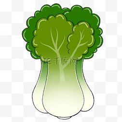 绿色蔬菜青菜