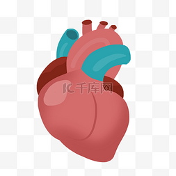 红色心脏器官图片_手绘器官心脏插画