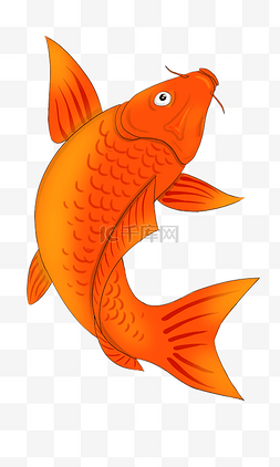 卡通手绘海洋鱼类图片_红色鲤鱼海洋动物卡通