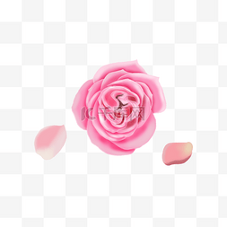 手账粉色图片_粉色玫瑰花瓣漂浮素材免费下载