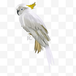 白色鹦鹉插图装饰