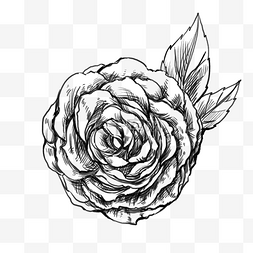手绘线条花草植物图片_黑白卡通玫瑰花