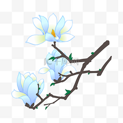 蓝色花卉图片_玉兰花花卉花枝