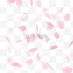 粉红色散落的花瓣免抠图