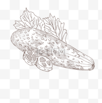 手绘线描黄瓜插画