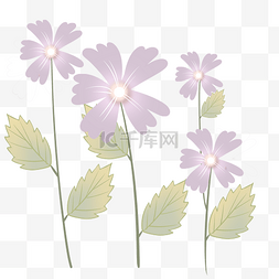白色花儿图片_白色花蕊紫色花儿