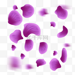 飘落花瓣紫色图片_漂浮紫色花瓣