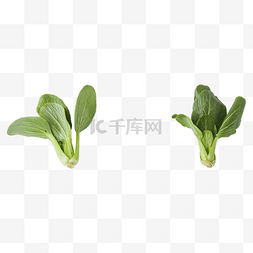 青菜（png免抠）