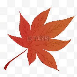 秋季红枫树图片_立秋红色枫叶